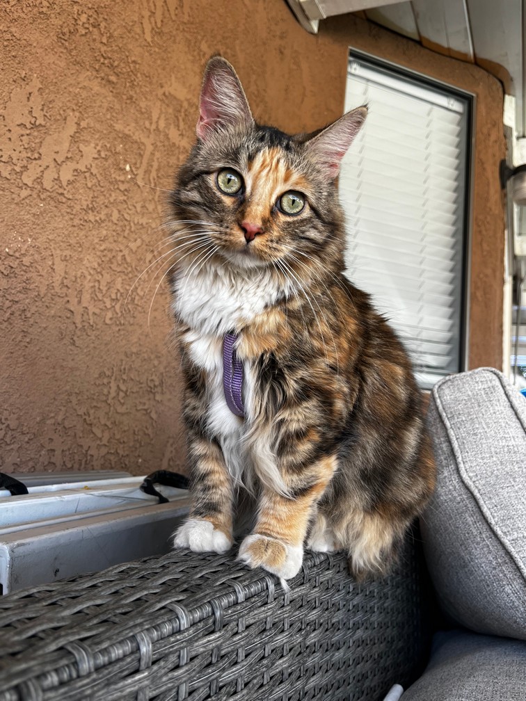 Pet Profile Image