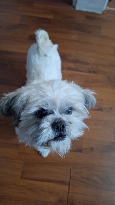 Pet Profile Image