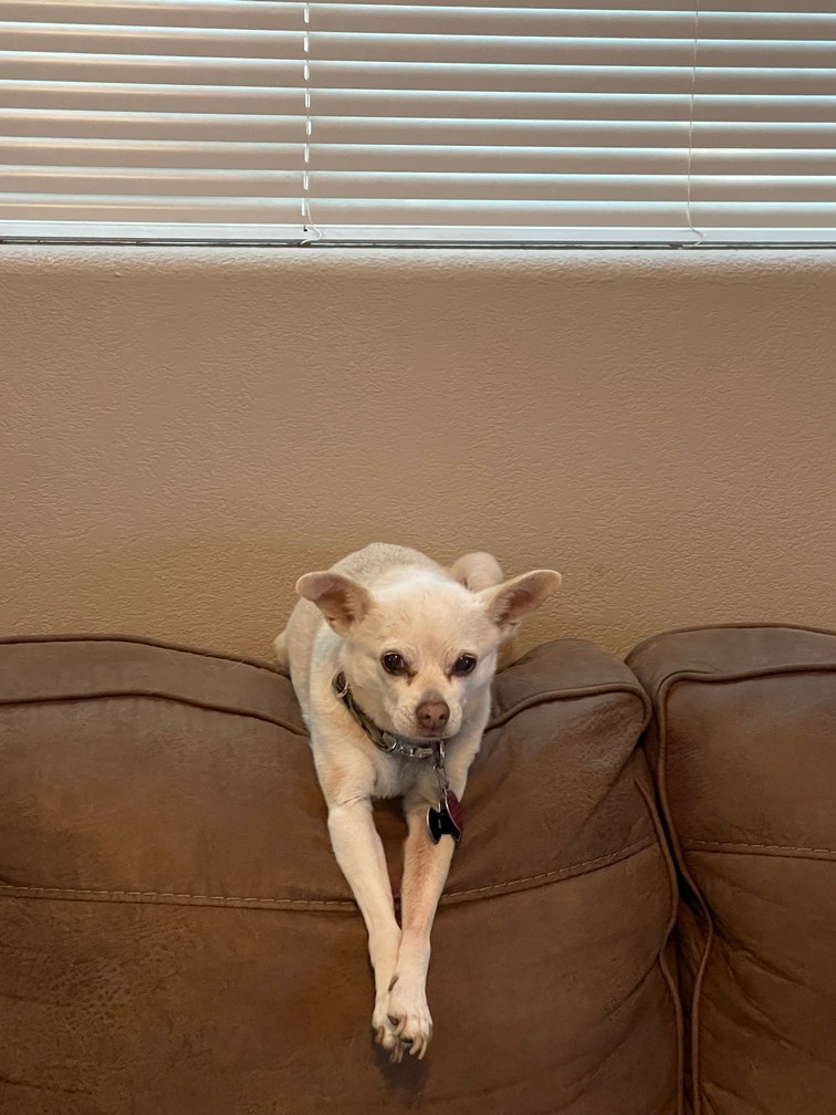 Pet Profile Image