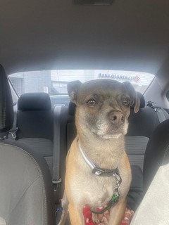 Pet Profile Image
