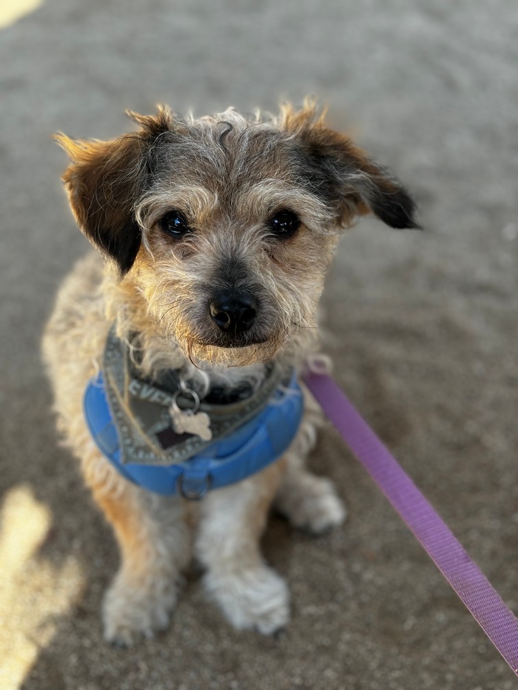 Pet Profile Image