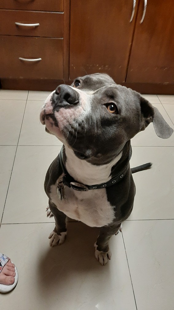 Pet Profile Image