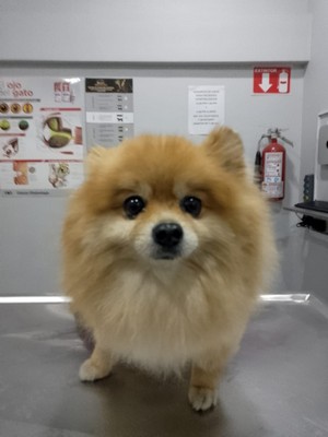 Pet Profile Image