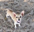 Pet Profile Image