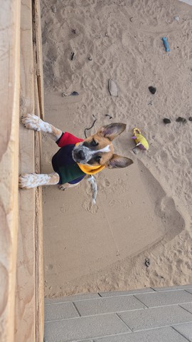 Pet Profile Image
