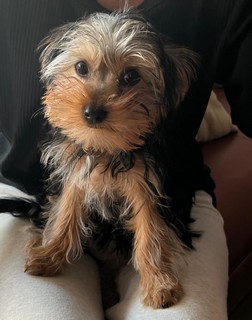 Pet Profile Image