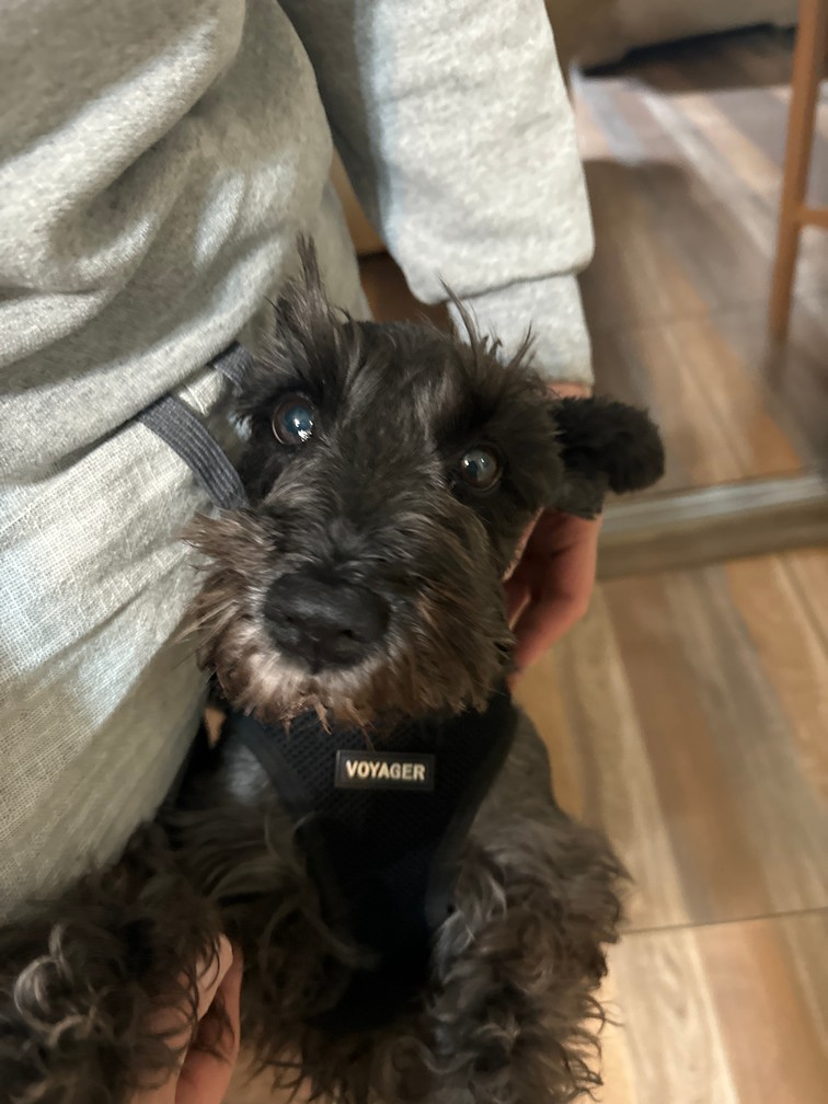 Pet Profile Image