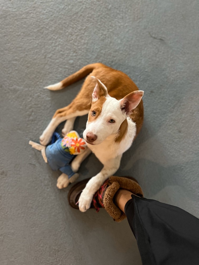 Pet Profile Image