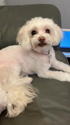 Pet Profile Image