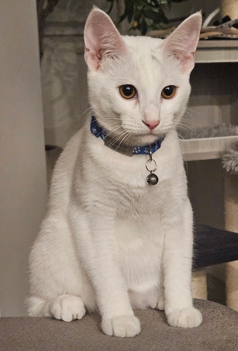 Pet Profile Image