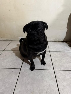 Pet Profile Image