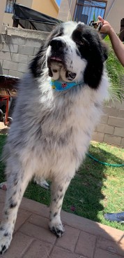 Pet Profile Image