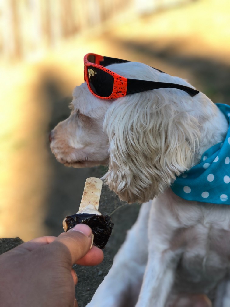 Pet Profile Image