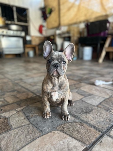 Pet Profile Image