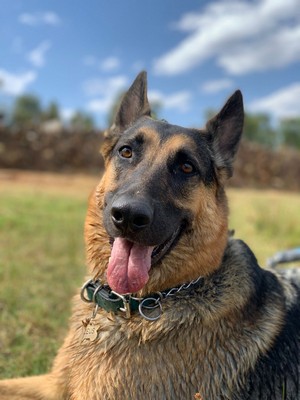 Pet Profile Image