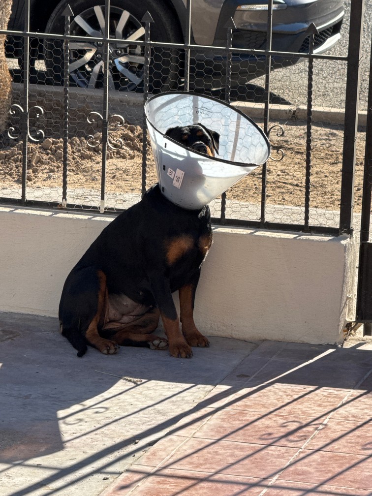Pet Profile Image