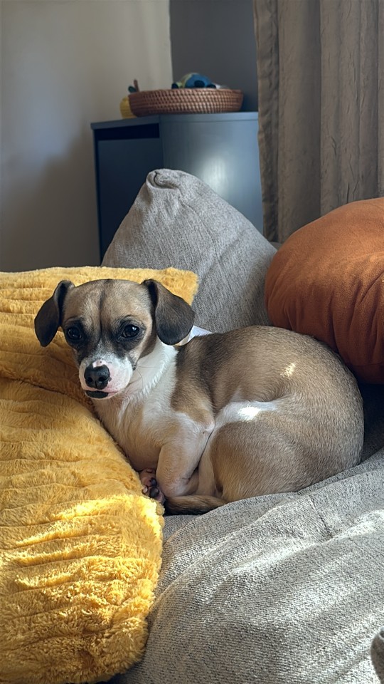 Pet Profile Image