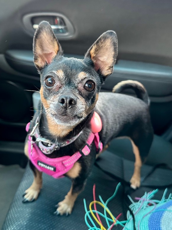 Pet Profile Image