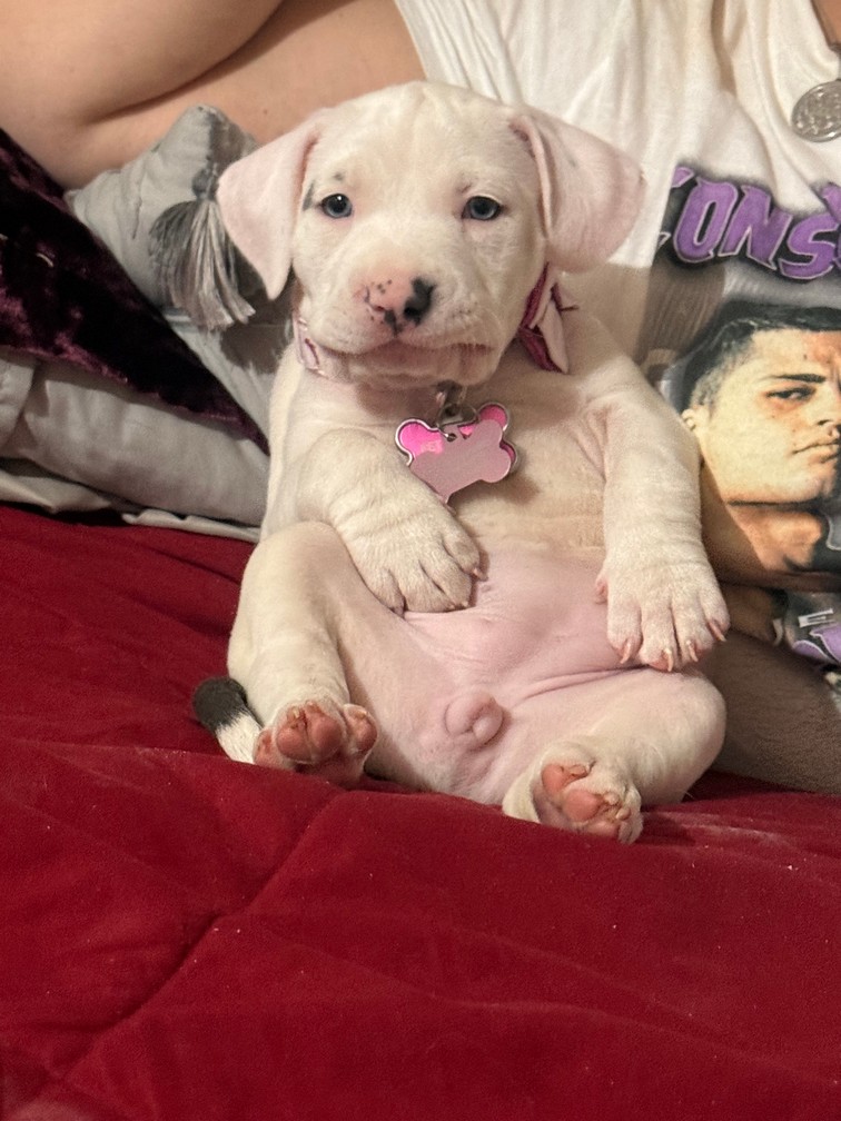 Pet Profile Image