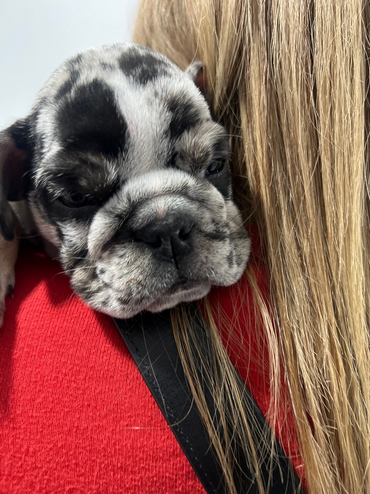Pet Profile Image