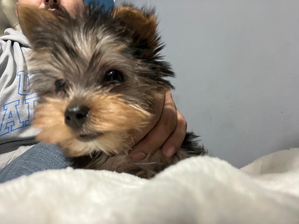 Pet Profile Image