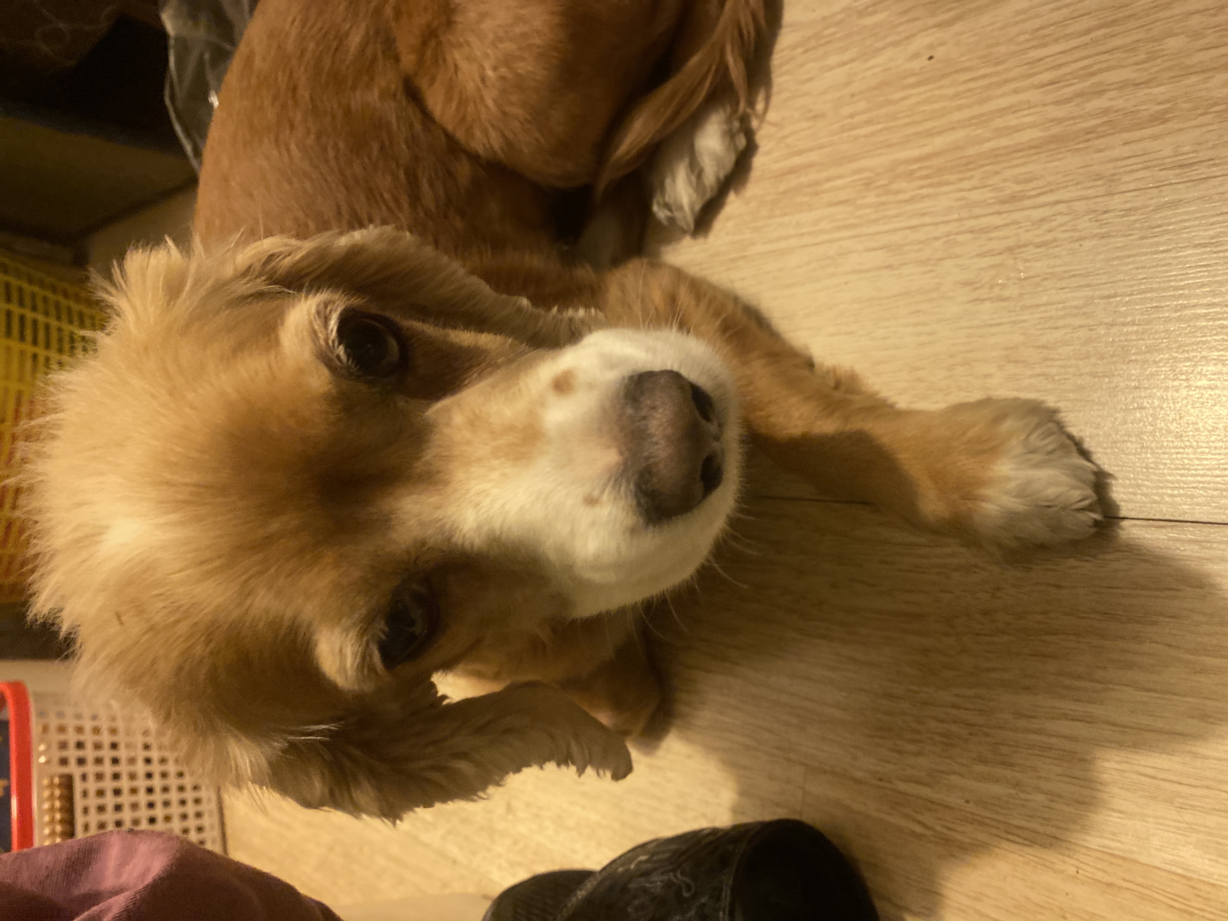 Pet Profile Image