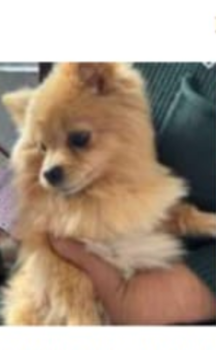 Pet Profile Image