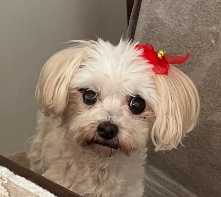 Pet Profile Image