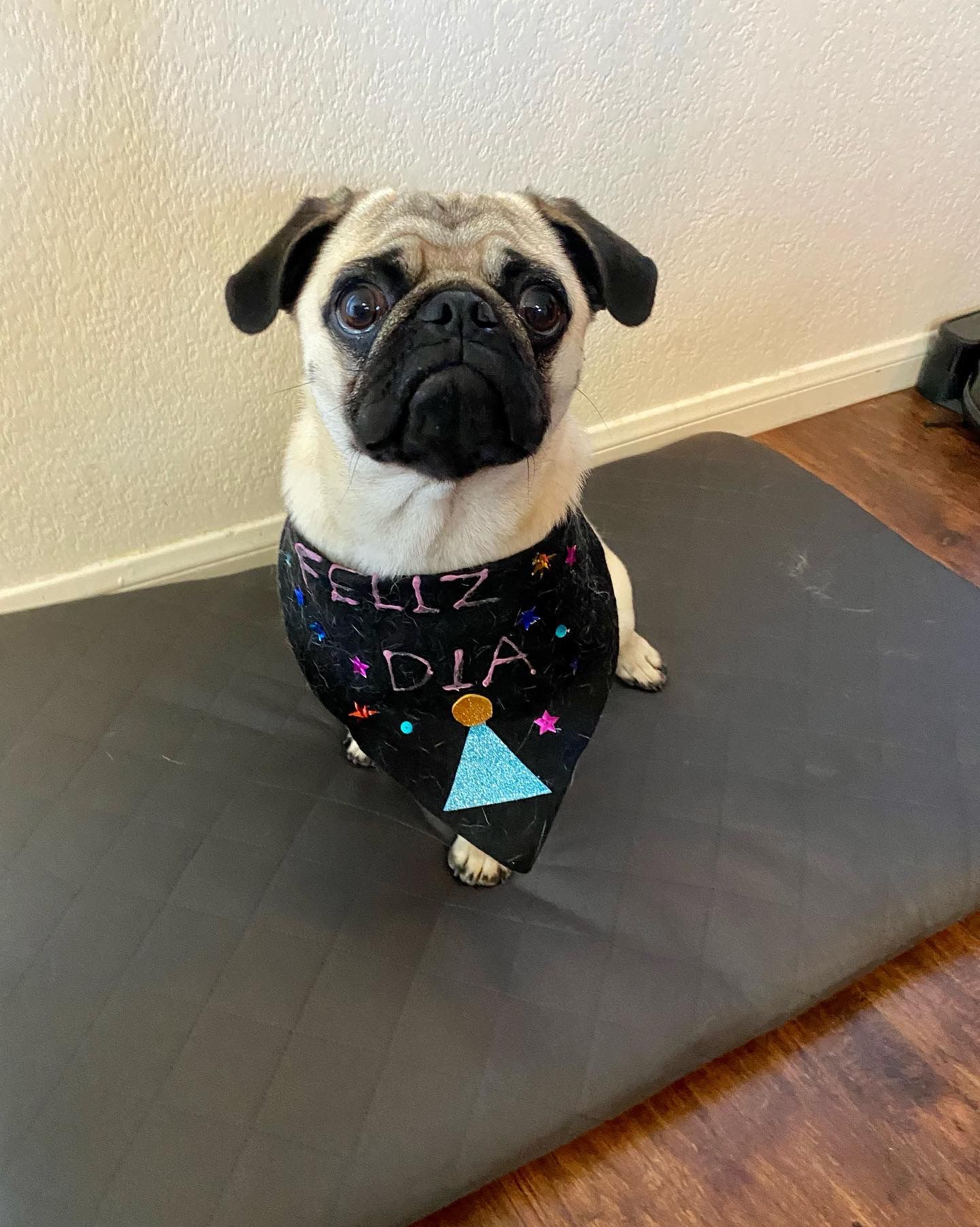 Pet Profile Image