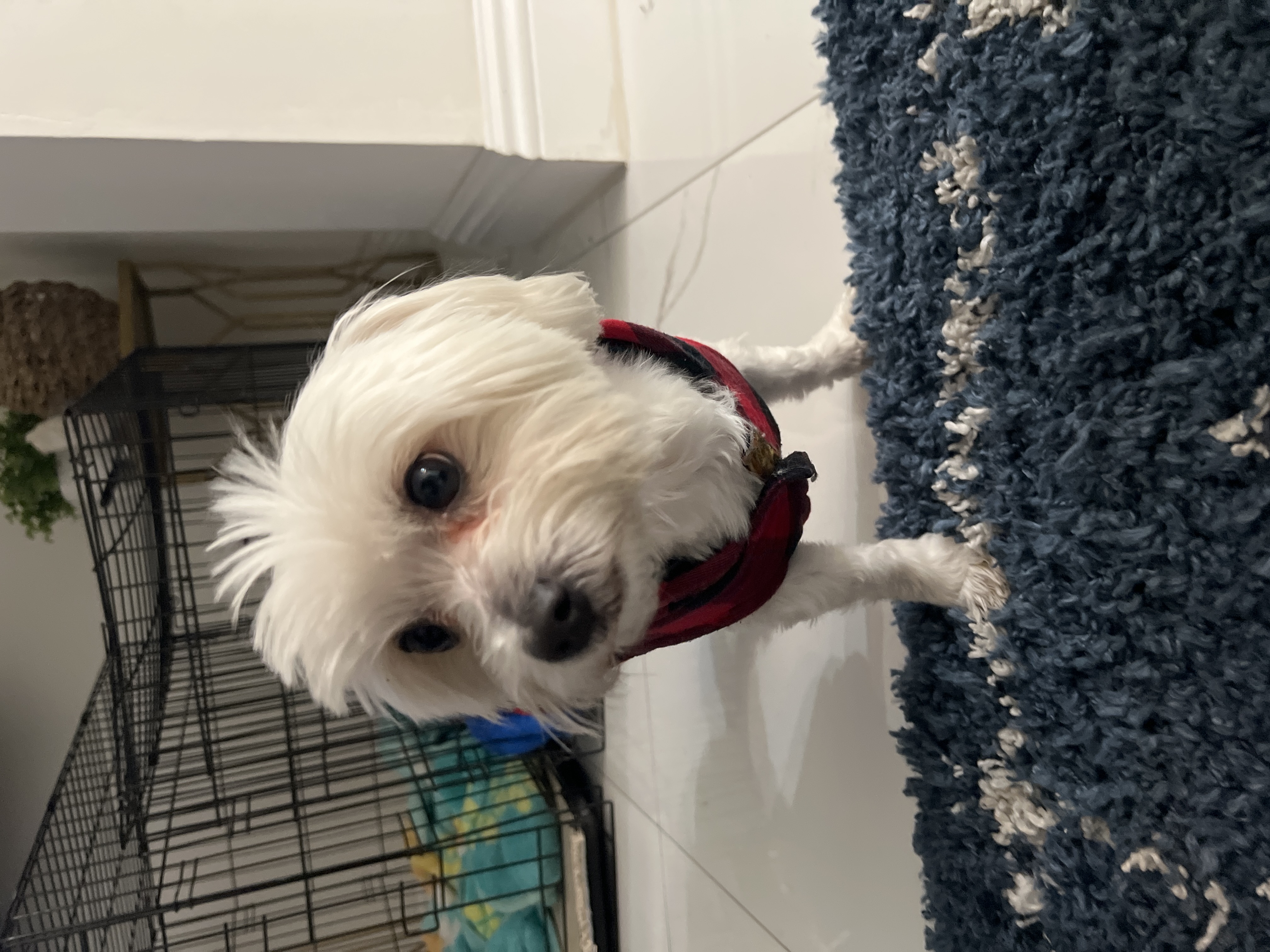 Pet Profile Image