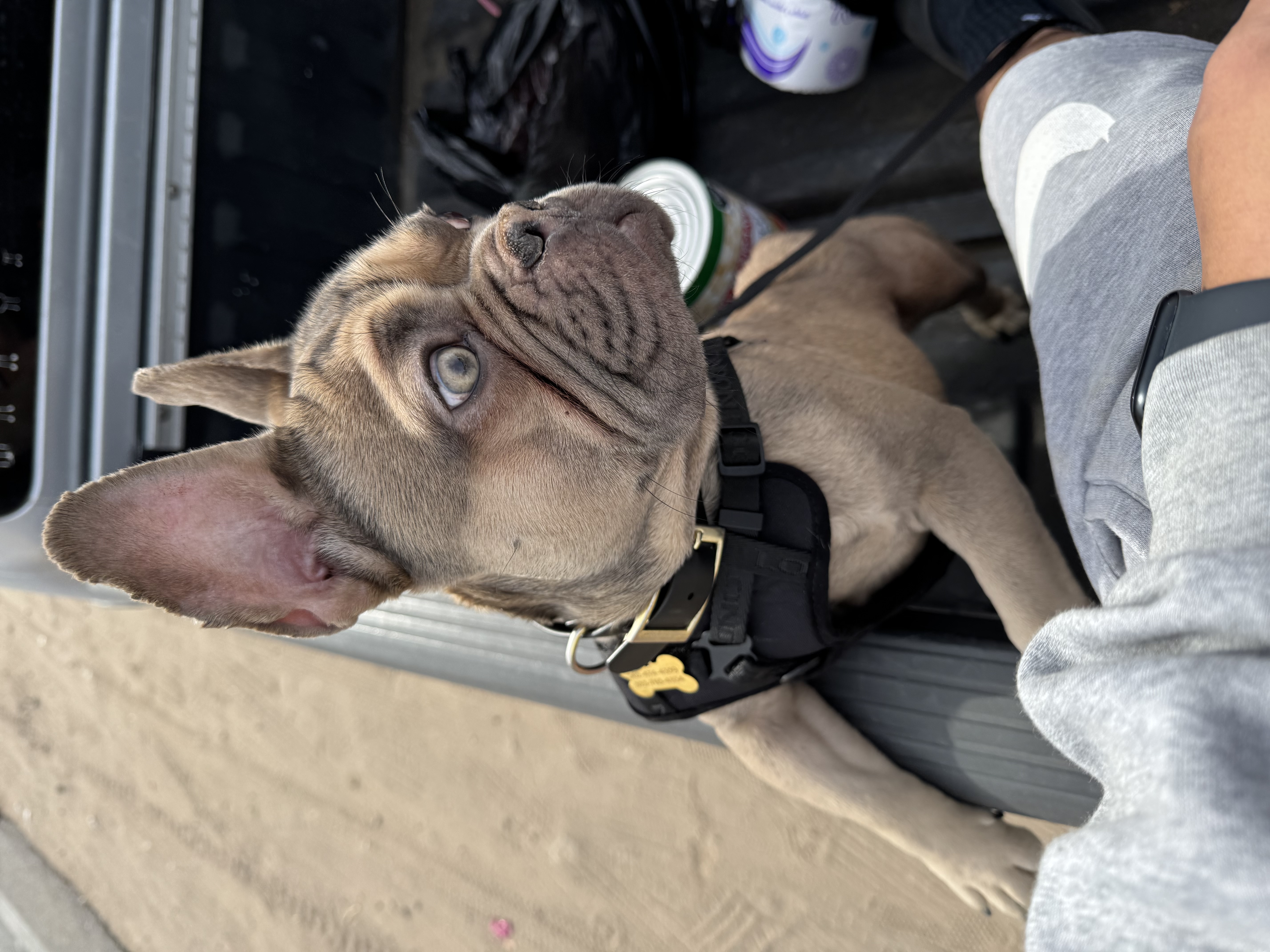 Pet Profile Image