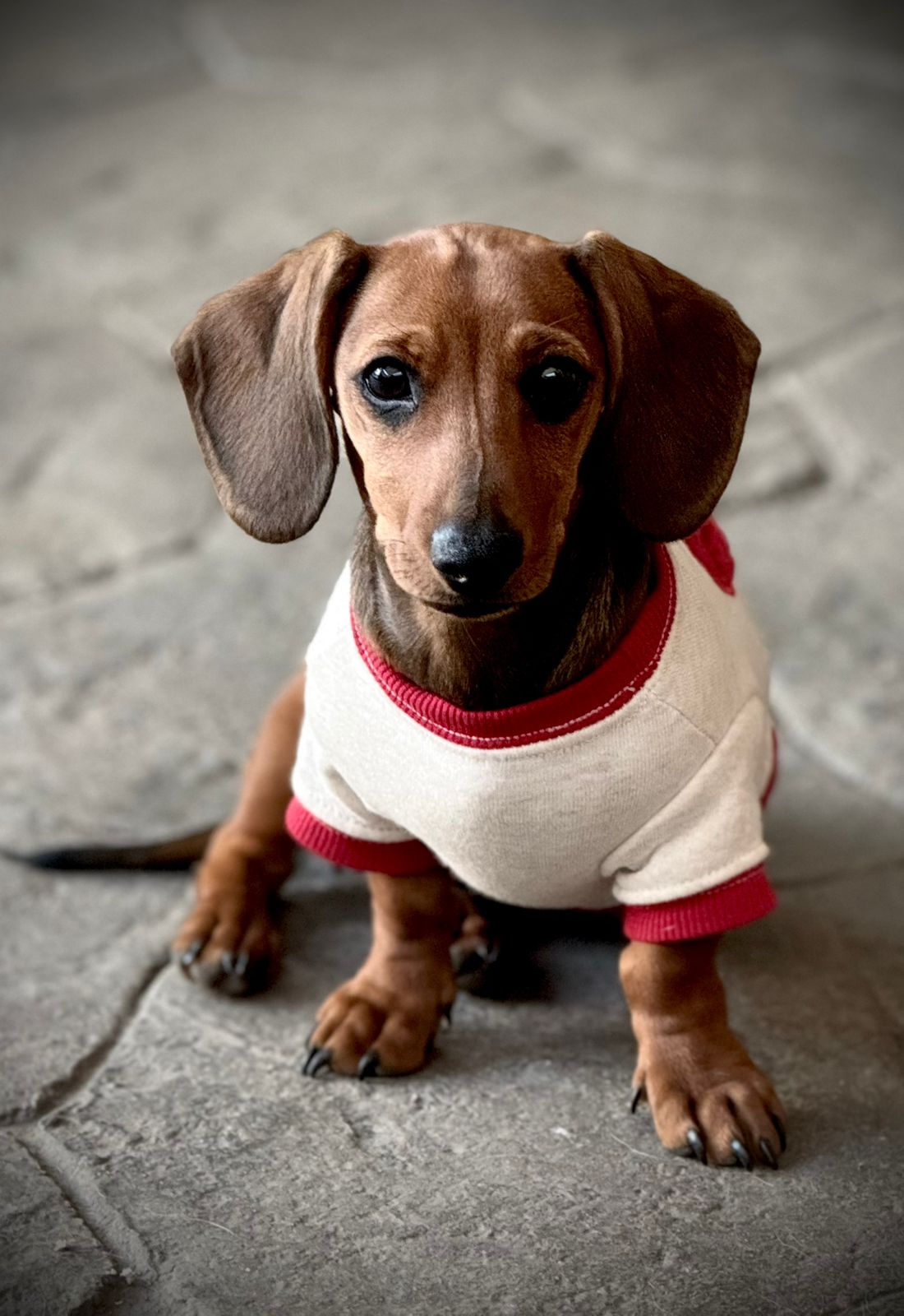 Pet Profile Image