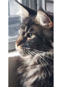 Pet Profile Image