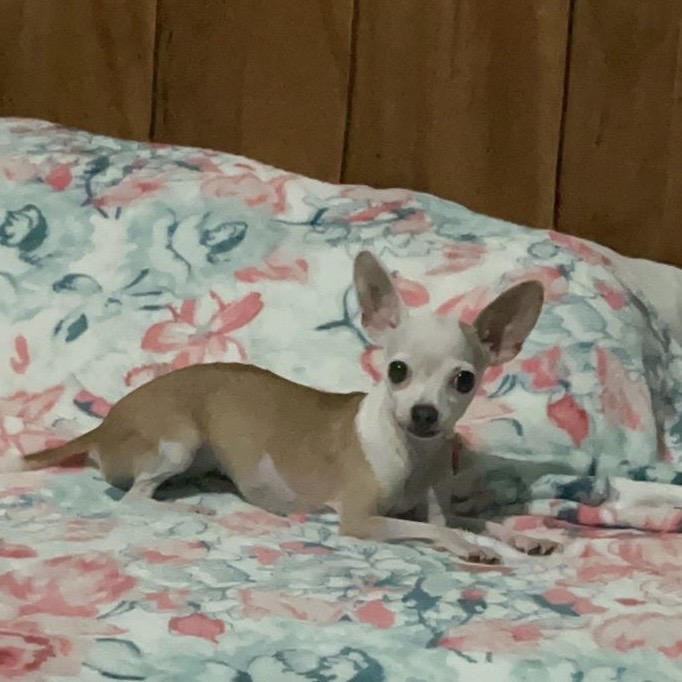 Pet Profile Image