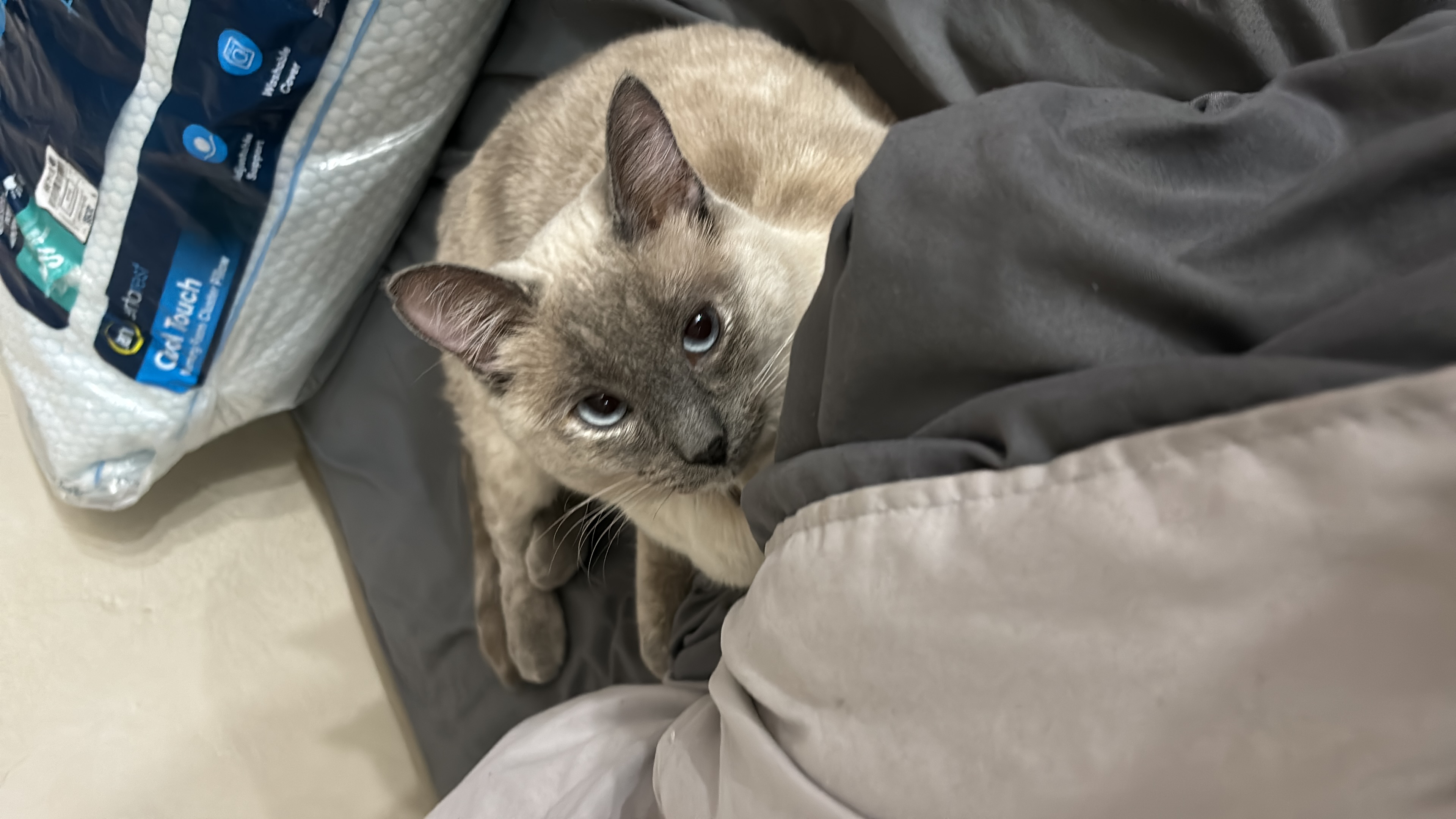 Pet Profile Image