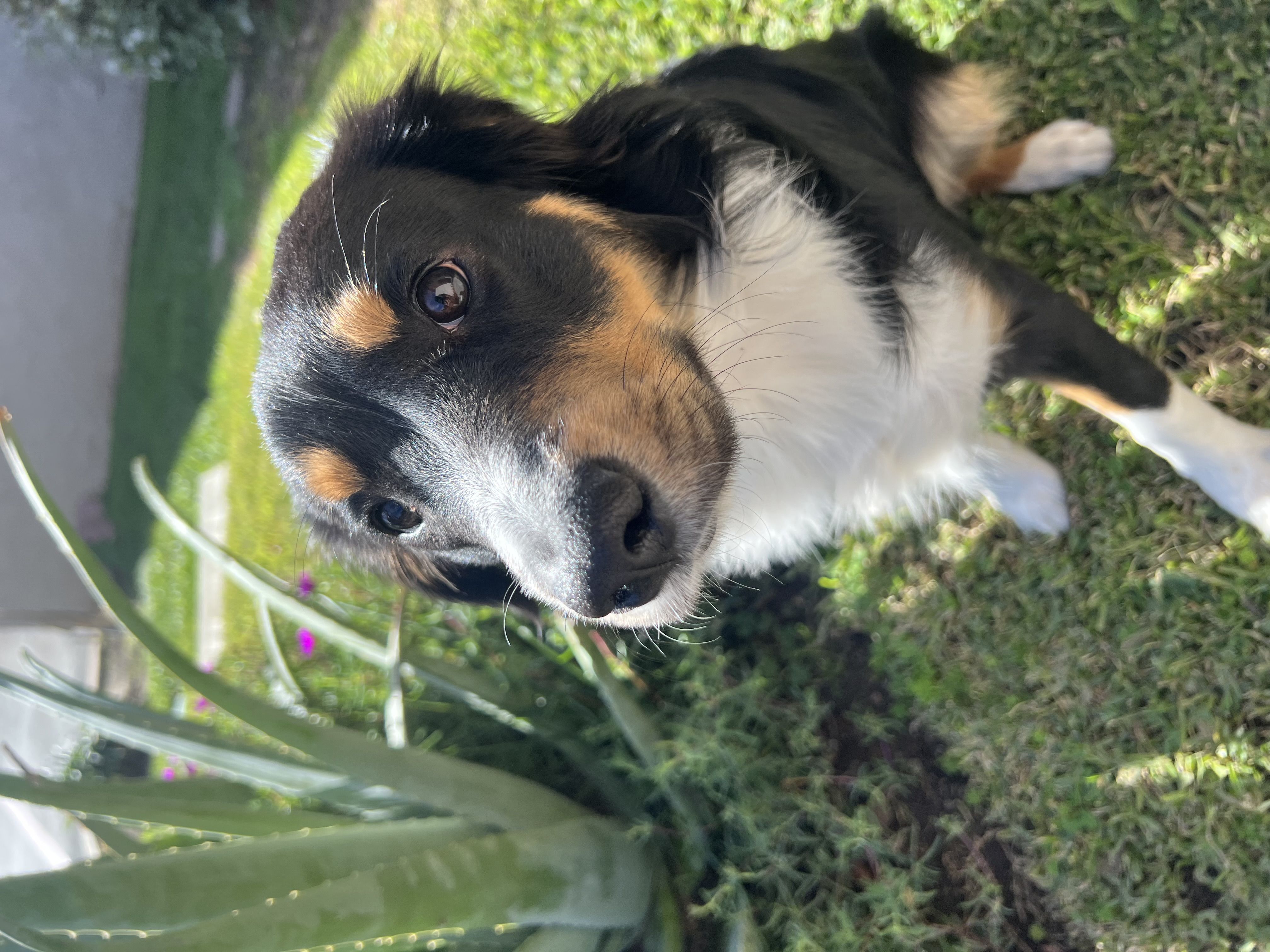 Pet Profile Image