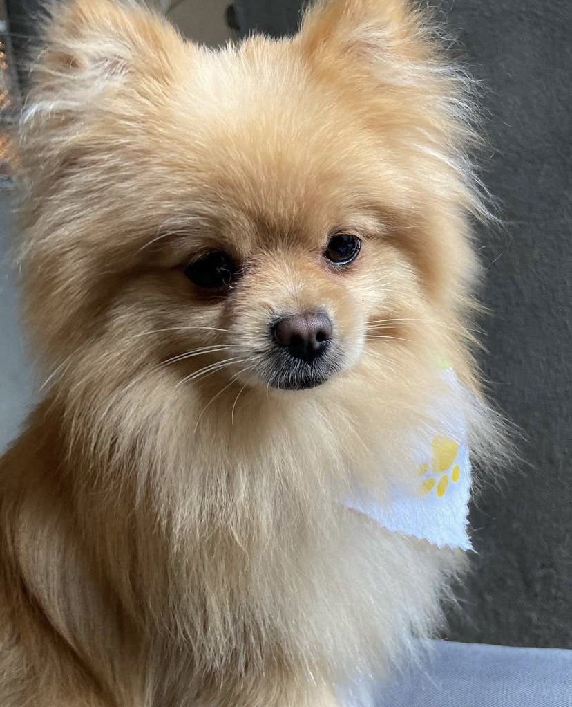 Pet Profile Image
