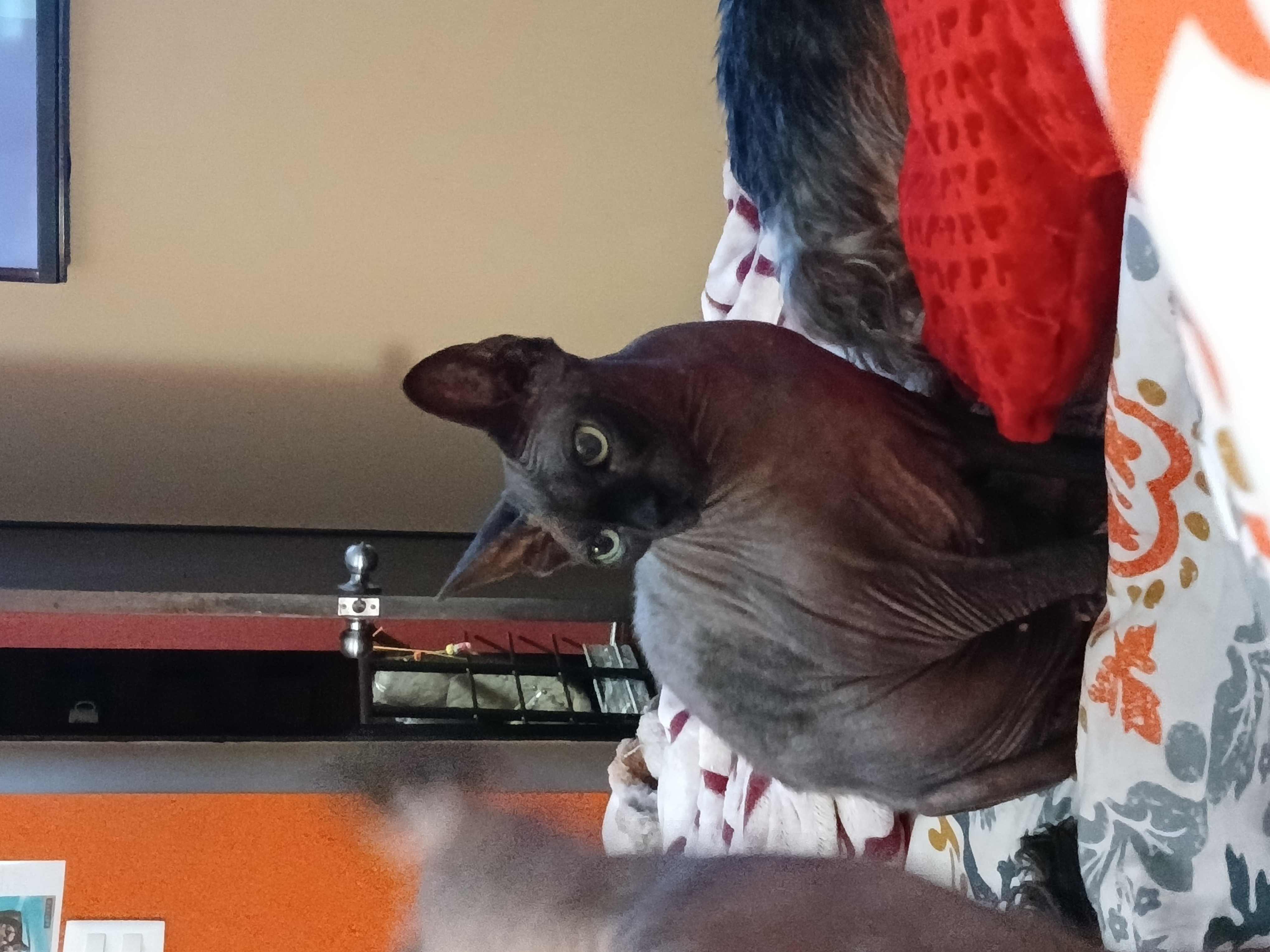 Pet Profile Image