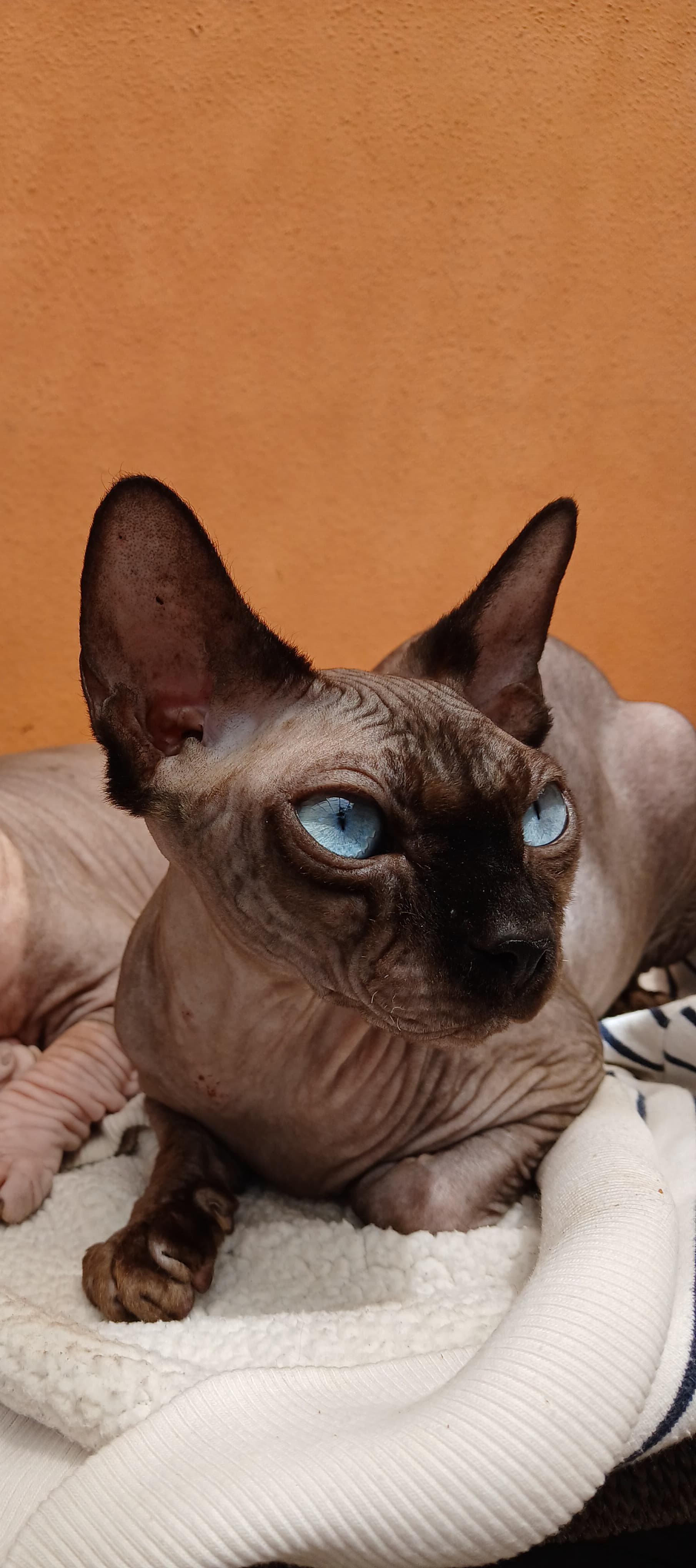 Pet Profile Image