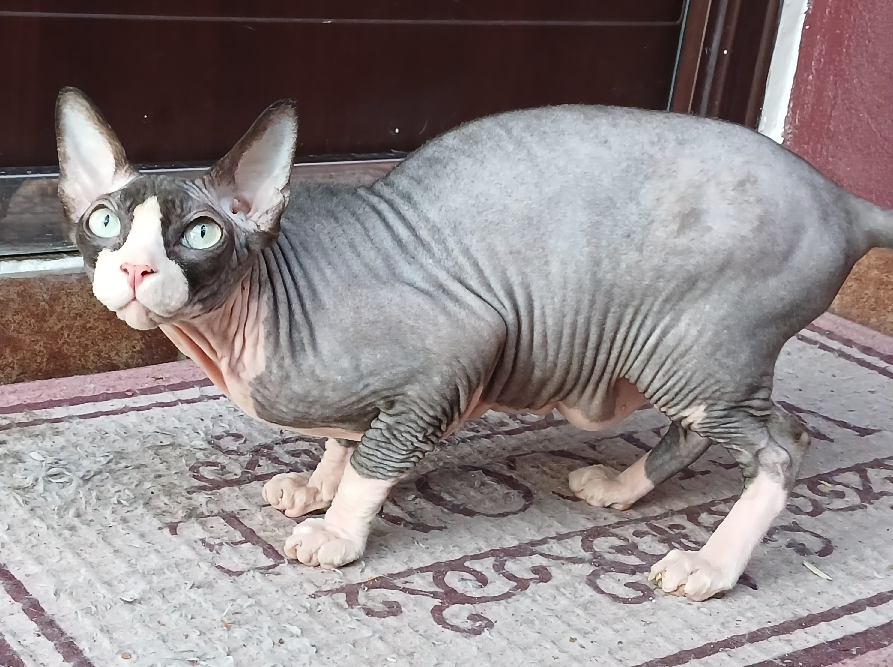 Pet Profile Image