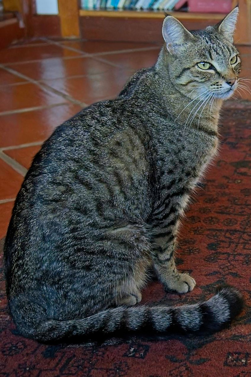 Pet Profile Image