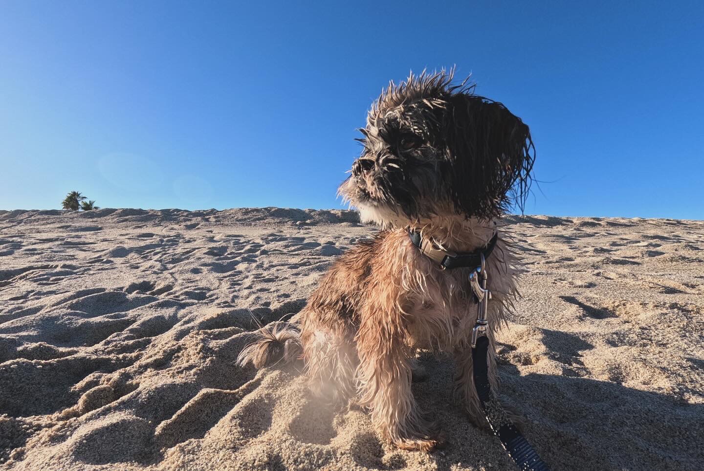 Pet Profile Image