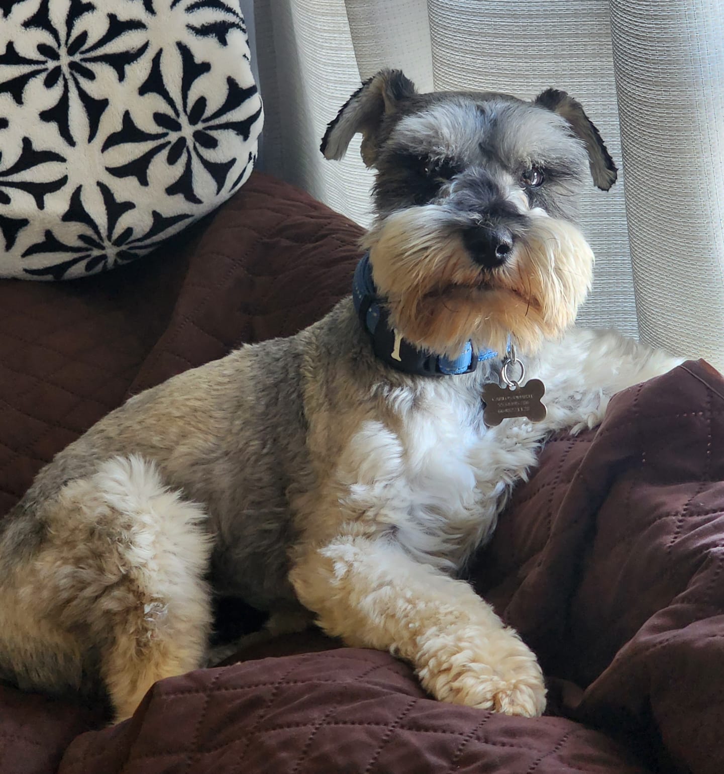 Pet Profile Image