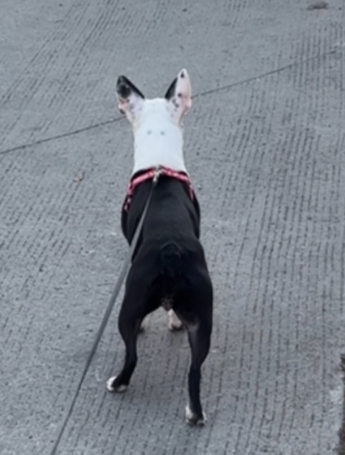Pet Profile Image