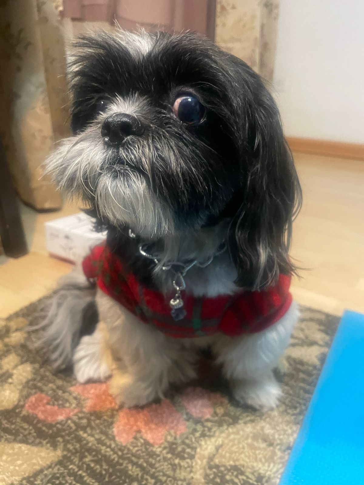 Pet Profile Image