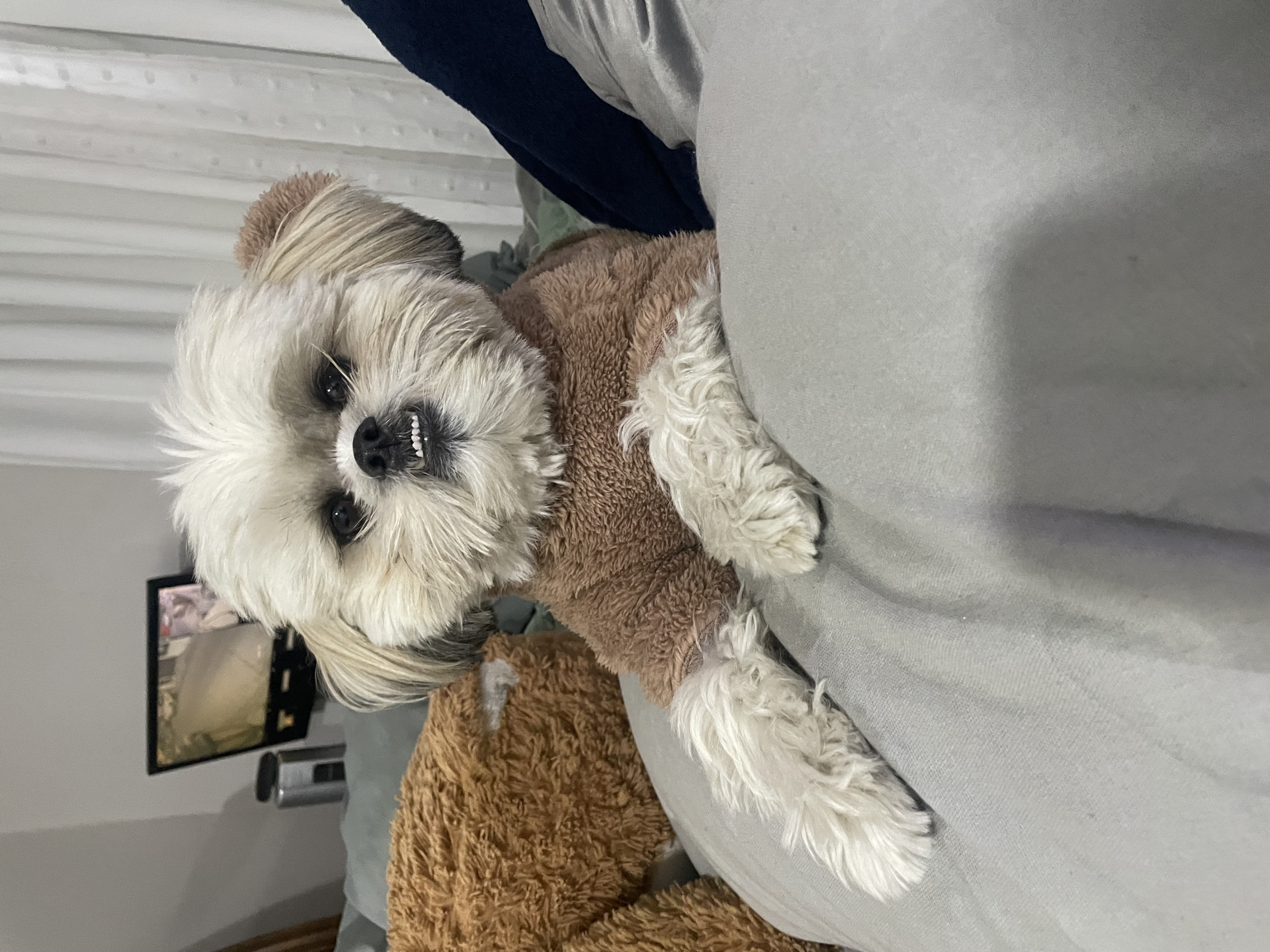Pet Profile Image