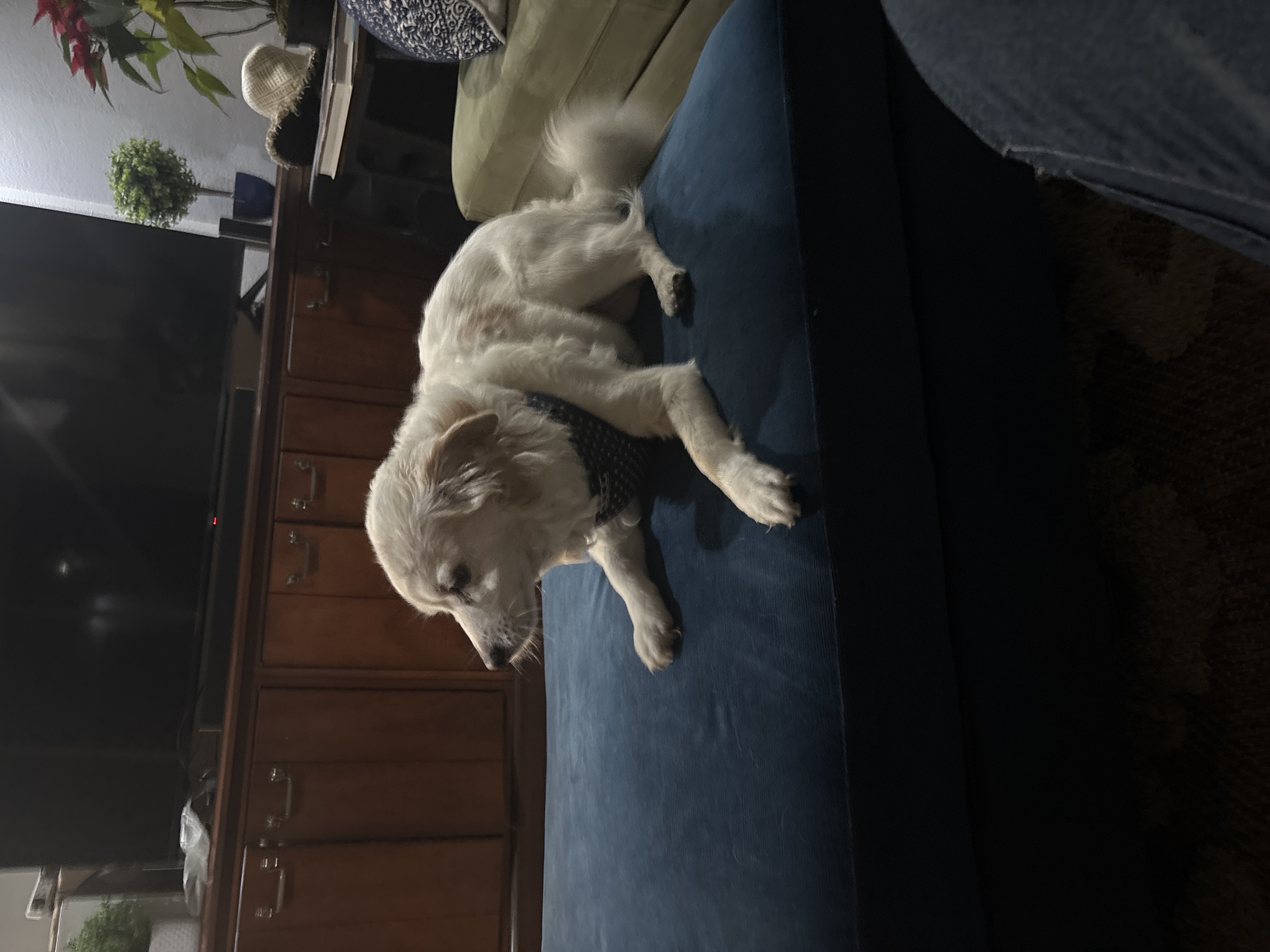 Pet Profile Image