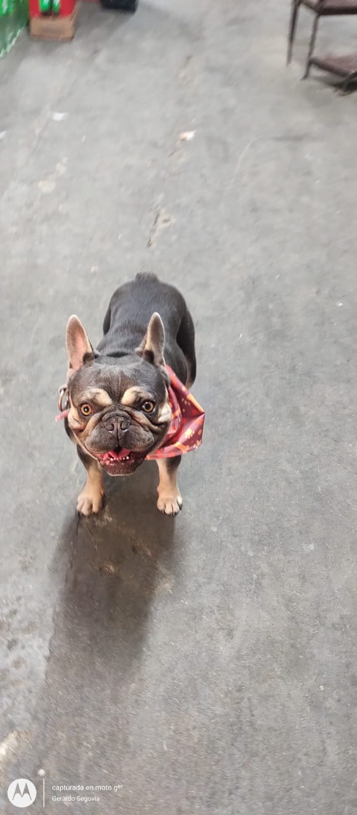 Pet Profile Image