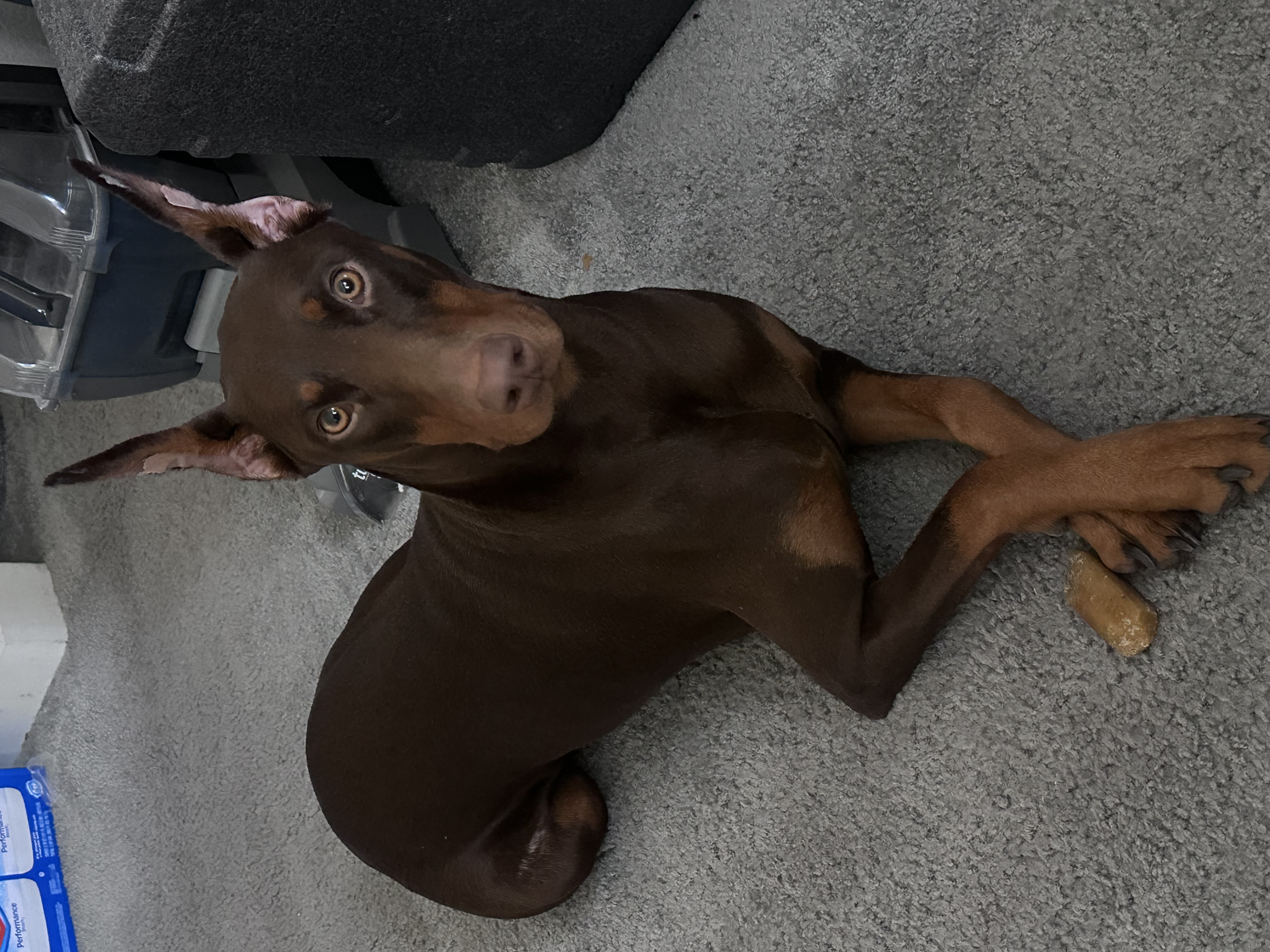 Pet Profile Image