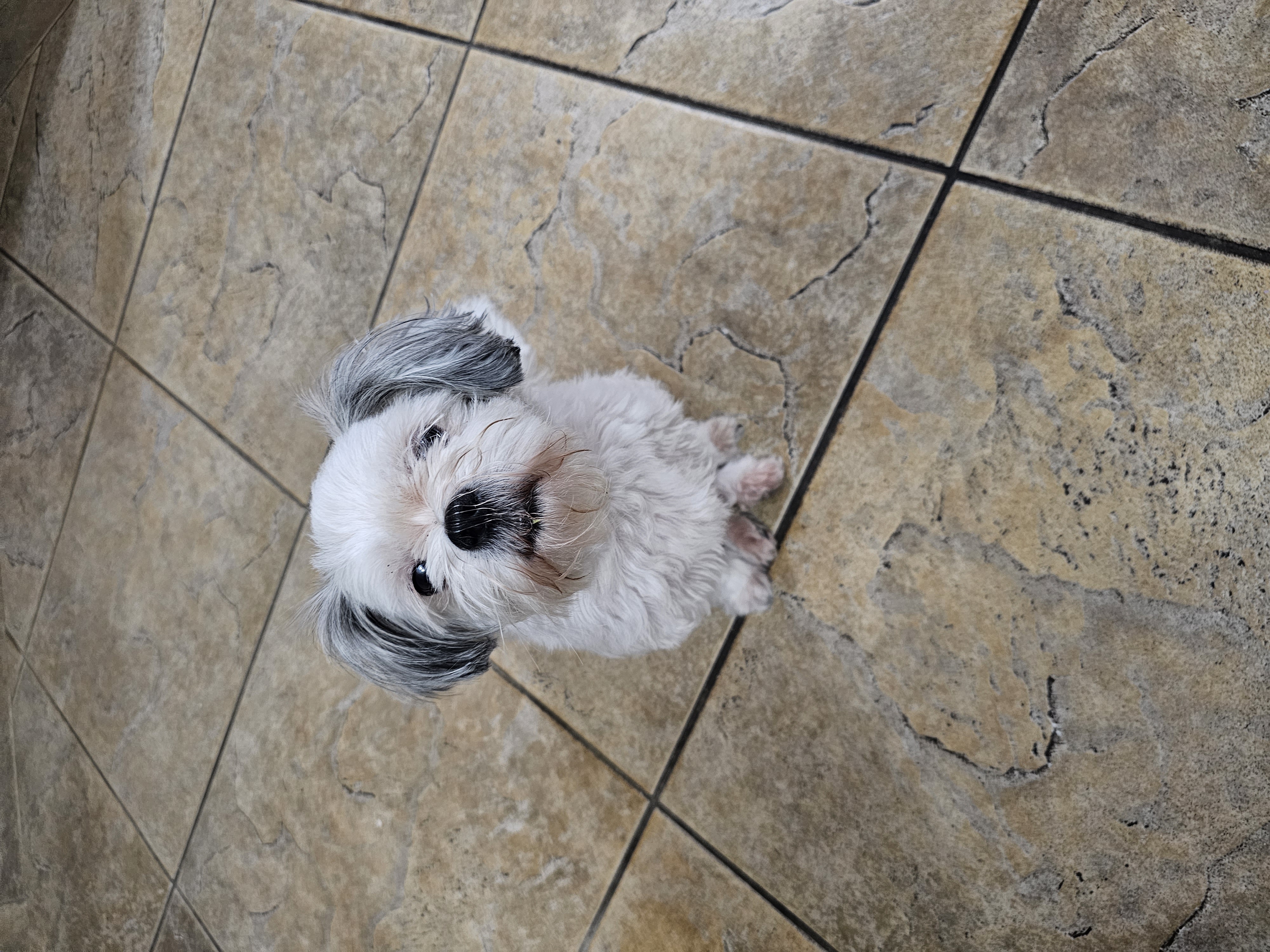 Pet Profile Image